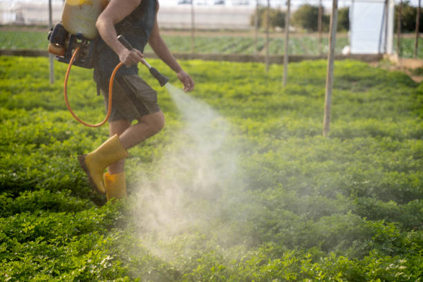 Best Insect Control  in Fayette, LA