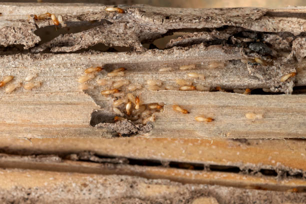 Best Pest Prevention Services  in Fayette, LA